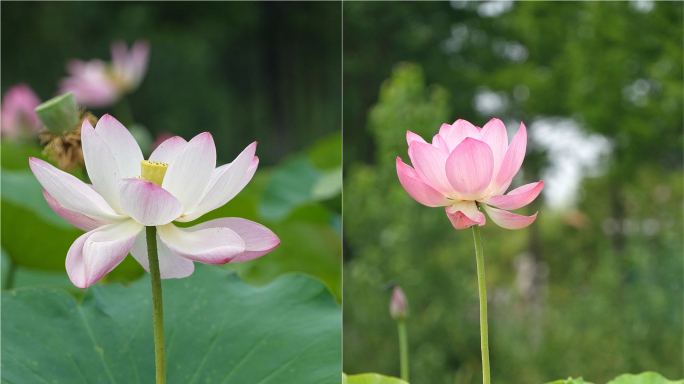 荷花竖拍合集