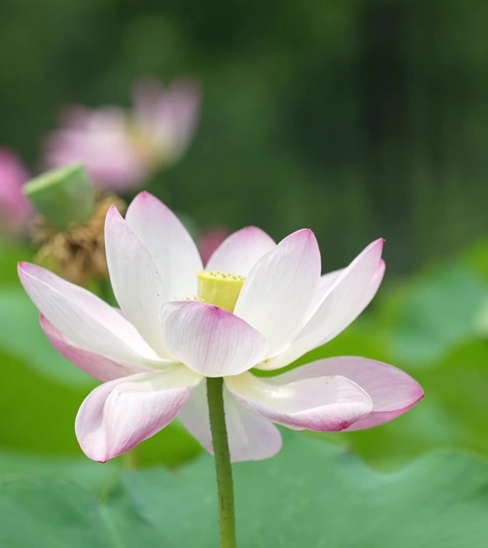 荷花竖拍合集