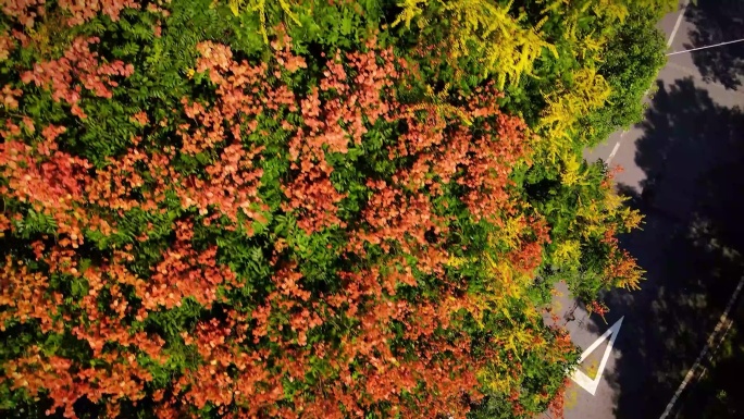 栾树花开