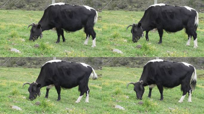西藏林芝草原牦牛空镜