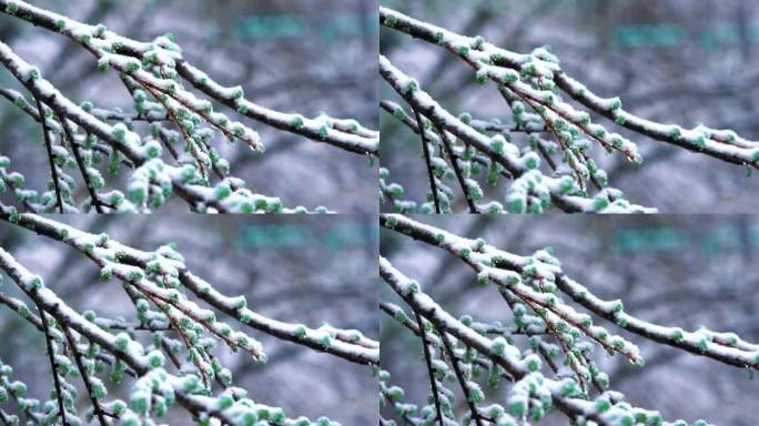 4K树枝上挂满雪花空镜意境实拍视频