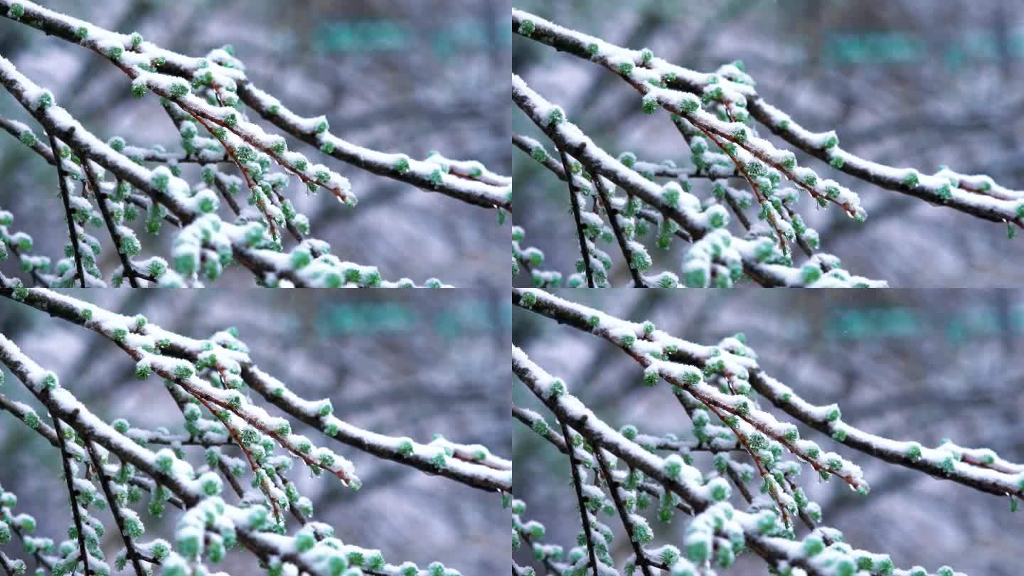 4K树枝上挂满雪花空镜意境实拍视频