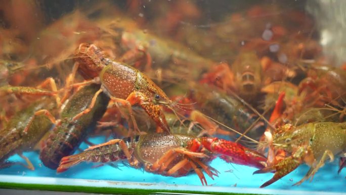 超市 市场 水族箱小龙虾