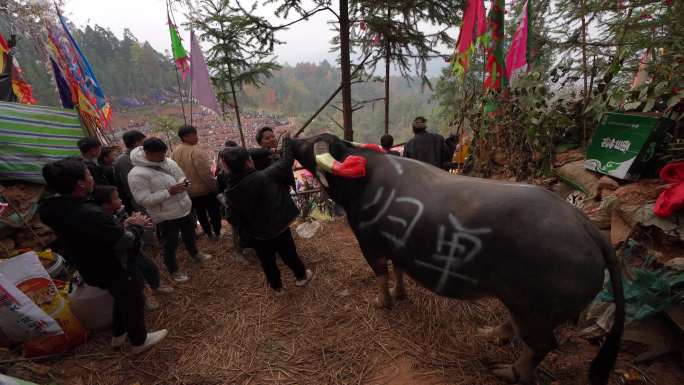 4K 从江县传统民间斗牛活动1