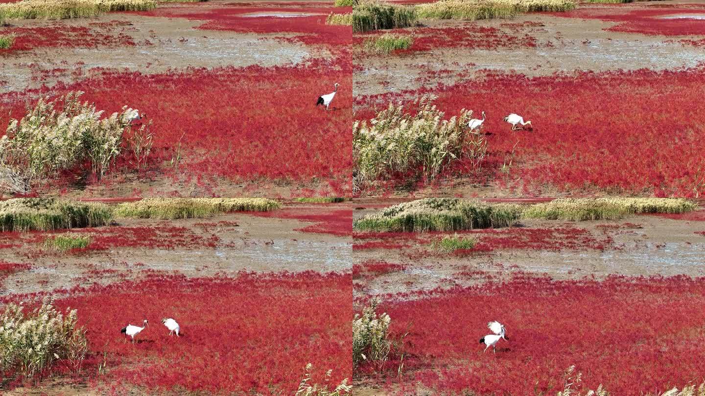 航拍盘锦红海滩国家一级保护动物丹顶鹤
