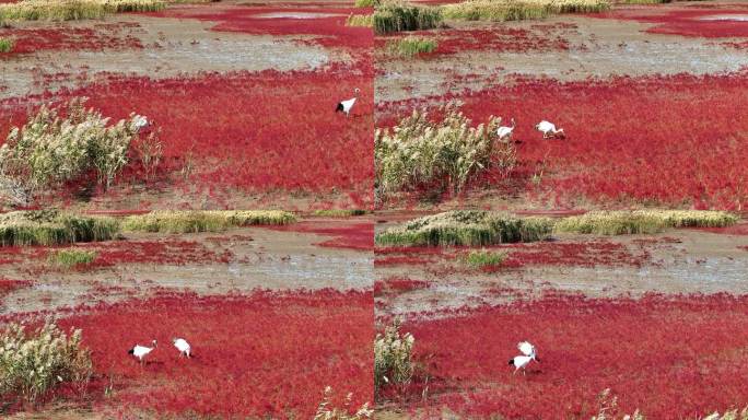 航拍盘锦红海滩国家一级保护动物丹顶鹤