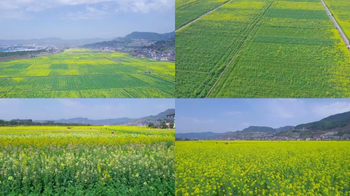 Z0122广袤农田 彩色油菜花 田园美景