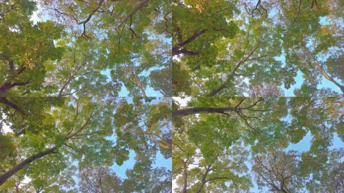 唯美仰望仰视仰拍树林树叶树木空镜头