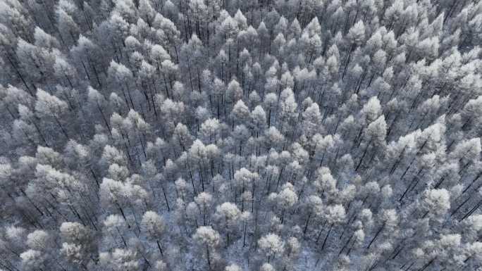 航拍大兴安岭太阳雪银色松林