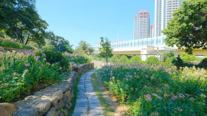 公园花园醉蝶花田间小路