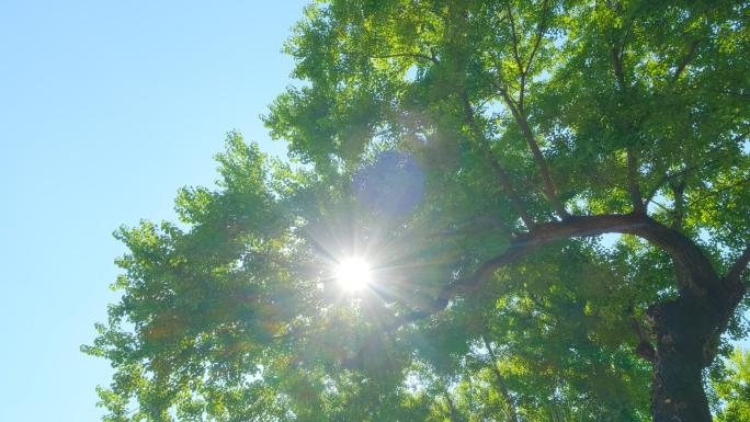 阳光穿透树荫树叶