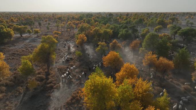南疆秋季胡杨里的羊群航拍风景