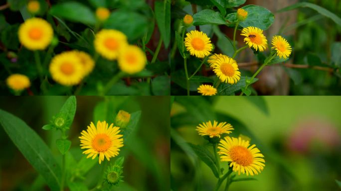 旋履花 金佛花 金佛草 六月菊