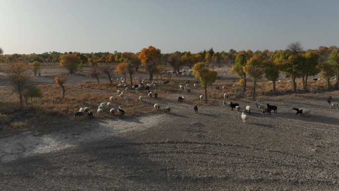 南疆秋季胡杨里的羊群航拍风景