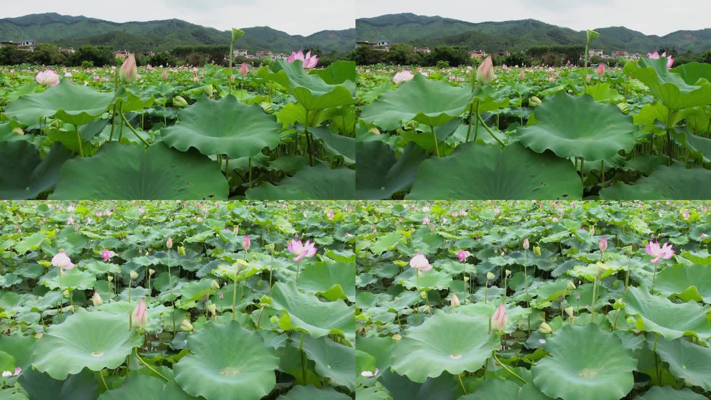 4K池塘绽放的荷花荷叶绿色花朵实拍视频