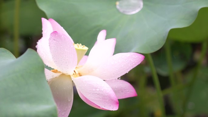 雨中荷花 厦门中山公园