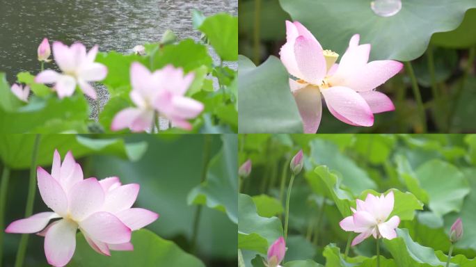 雨中荷花 厦门中山公园