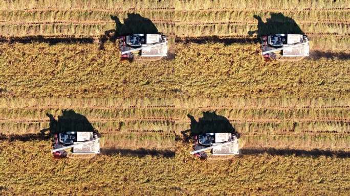 航拍天津小站米收割剪影