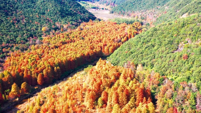 浙江临海市小芝镇，桐坑红杉林