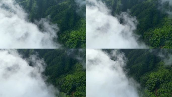 云山雾绕  生态林业