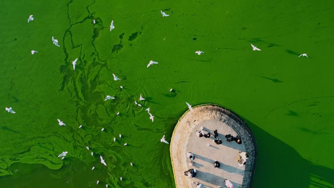 昆明滇池海晏村码头游客投喂海鸥绿藻水面