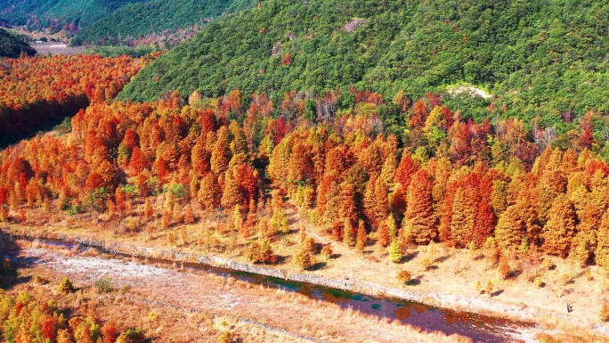 浙江临海市小芝镇，桐坑红杉林