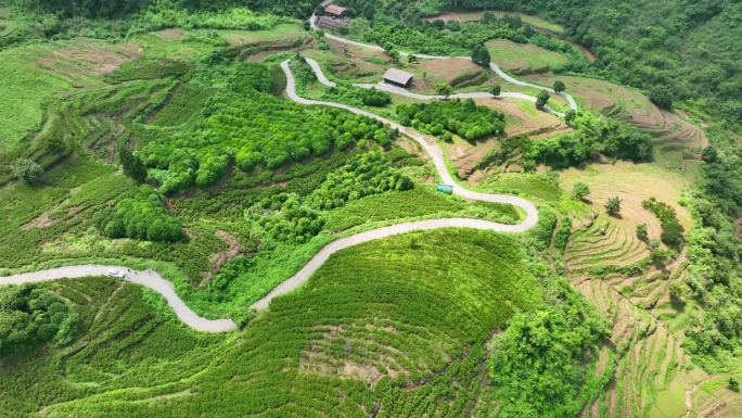 泸溪迷迭香种植基地