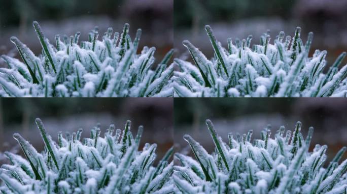 4K特写雪花洒落植物上空镜实拍视频