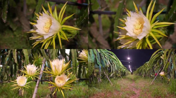 火龙果花 厦门大宅火龙果