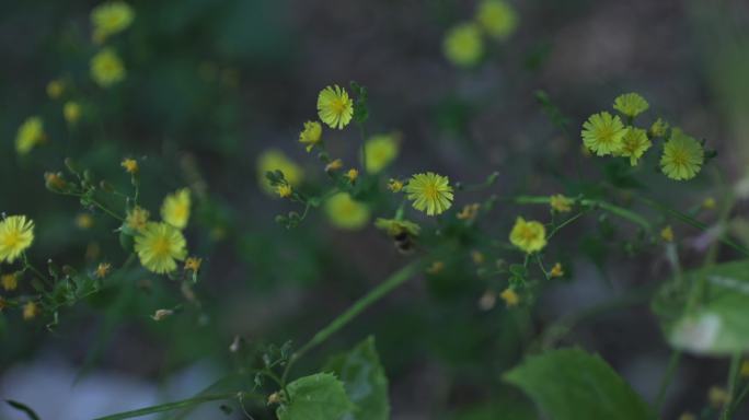 植物花卉实拍素材合集4k