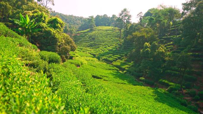 杭州梅家坞十里锒铛茶园风光8