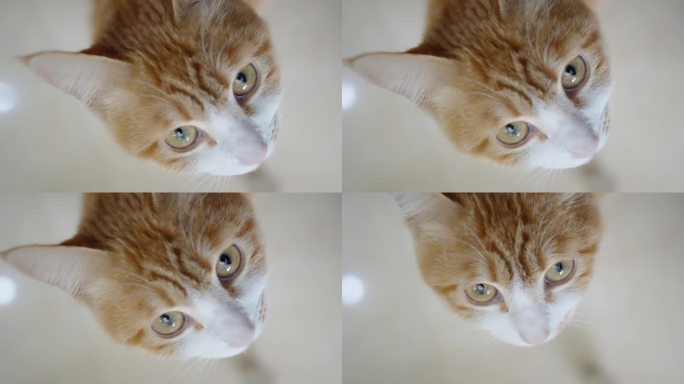 橘色家猫眼睛特写