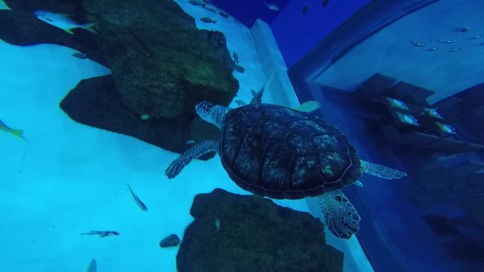4K上海海昌海洋公园水下拍摄海龟