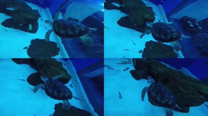4K上海海昌海洋公园水下拍摄海龟