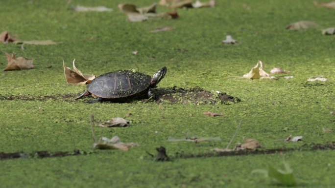 池塘龟，华盛顿特区