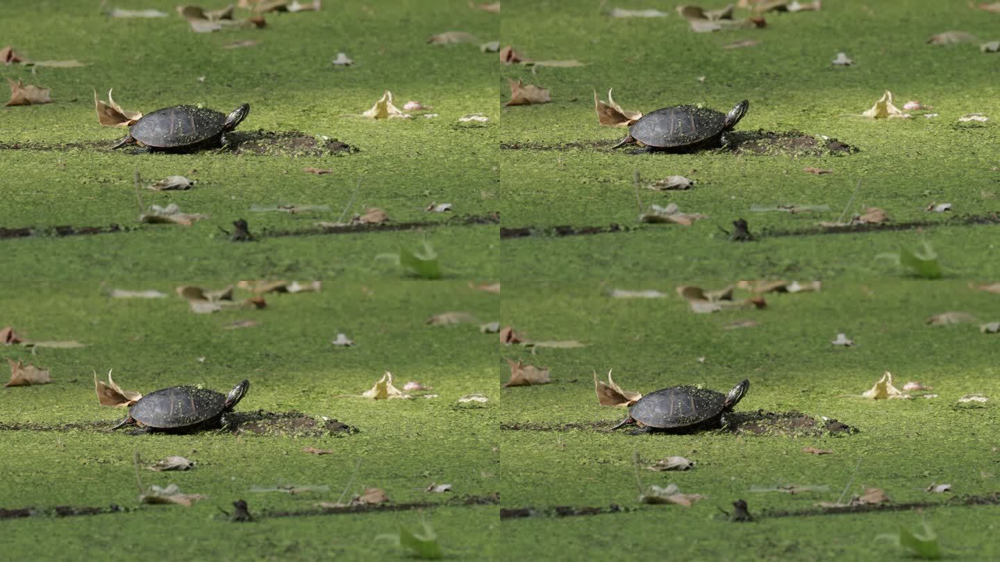 池塘龟，华盛顿特区