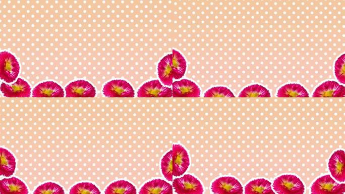 花卉背景粉红色雏菊花停止运动波点抽象循环4K动画。植物框架角构图女性视频开启器过渡模板复制空间情人节