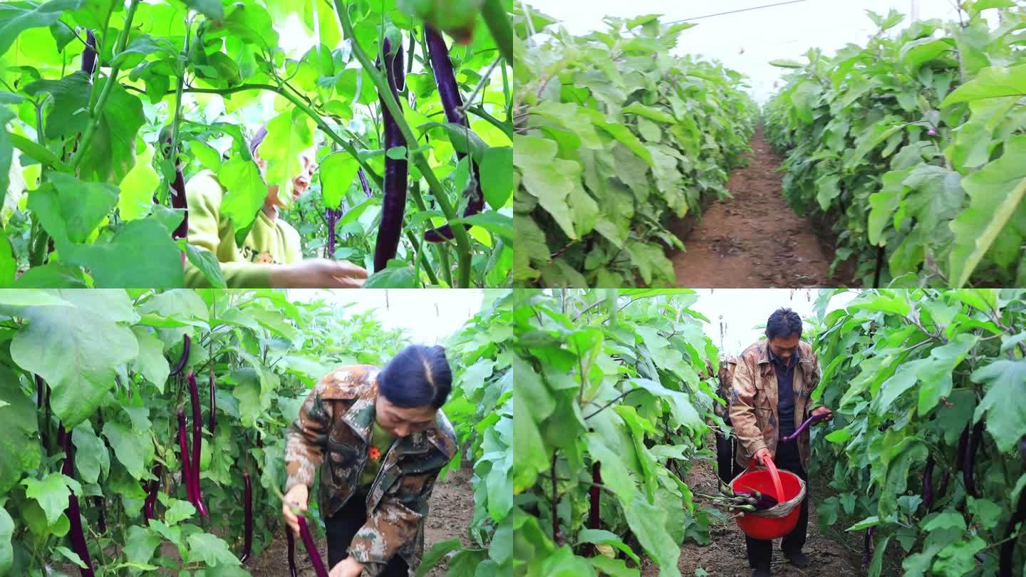 大棚茄子杭茄线茄反季蔬菜