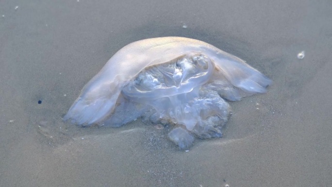 由于生态、气候和环境的原因，水母种群向海滩漂移并失去生命