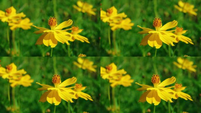 小花野花春天