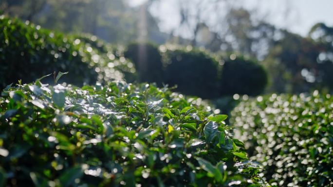 4K高清调色素材茶园采茶炒茶