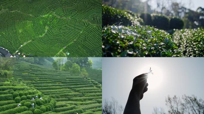 4K高清调色素材茶园采茶炒茶