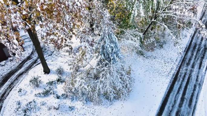 在一场早期的暴风雪过后，把无人机放低，显示树枝上沾满了新雪。