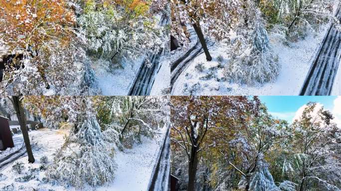 在一场早期的暴风雪过后，把无人机放低，显示树枝上沾满了新雪。