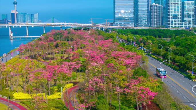 2023年珠海澳门横琴海花延时合集4k