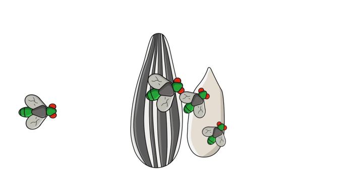 向日葵种子被苍蝇攻击的动画