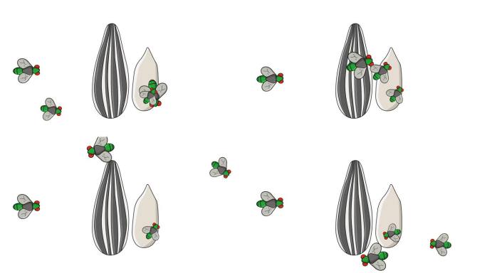 向日葵种子被苍蝇攻击的动画
