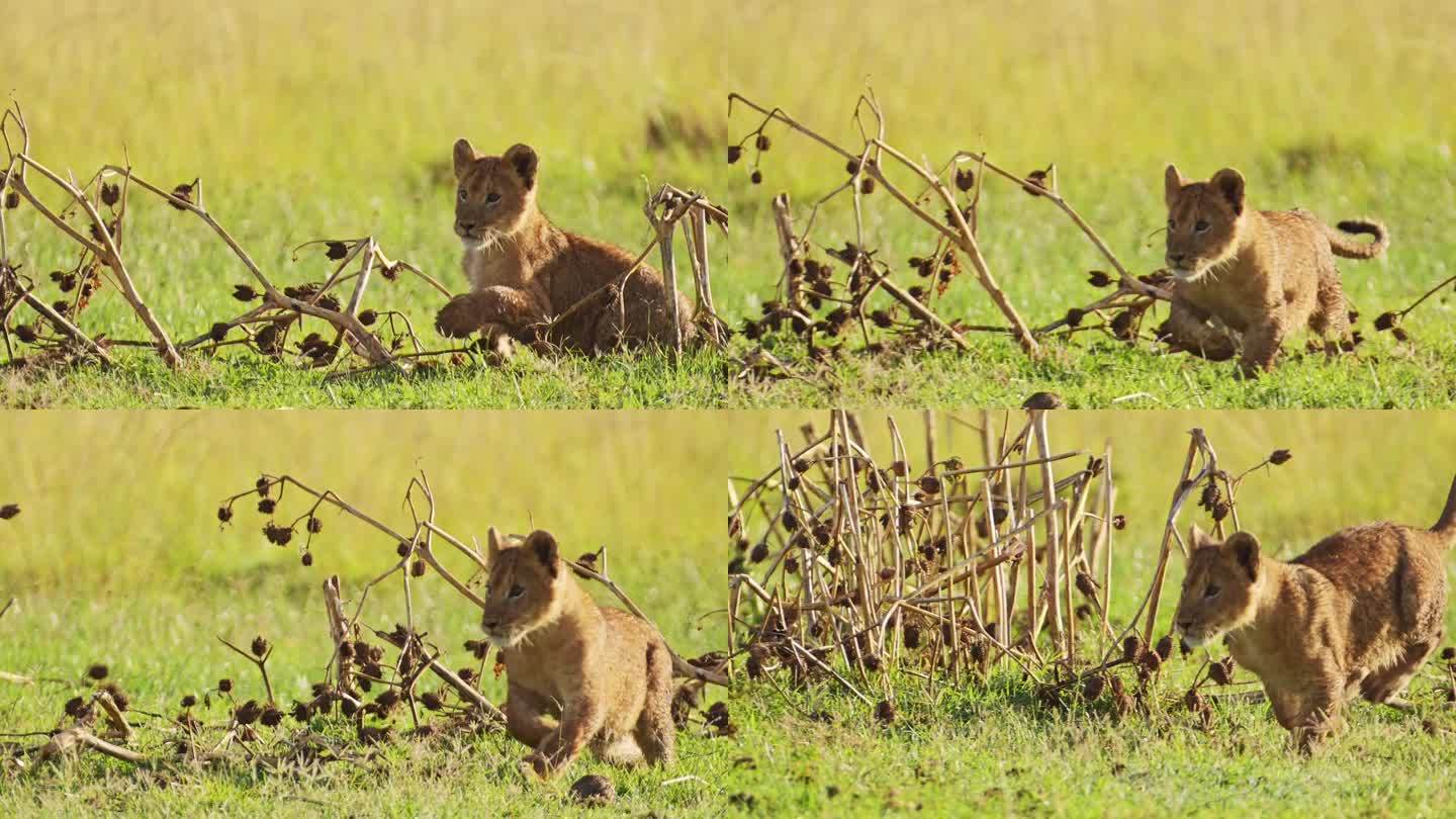 肯尼亚马赛马拉国家保护区的非洲野生动物，马赛马拉北部自然保护区的非洲野生动物，独自玩耍的小狮子的特写