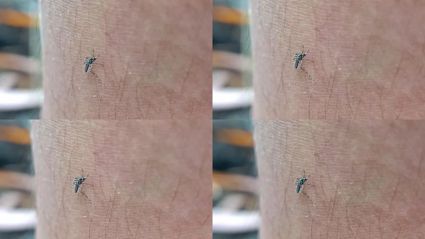 微距特写，一只恶毒的蚊子栖息在人的皮肤表面，吮吸他的血液