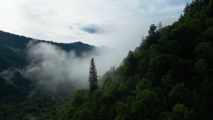 王朗国家级自然保护区 四川绵阳平武县